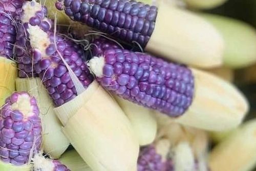 Ngô tím lạ mắt thu hút nhiều chị tìm mua dù giá cao hơn bình thường