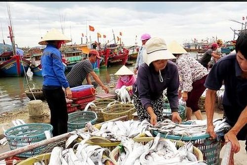 Ngư dân được mùa cá hố