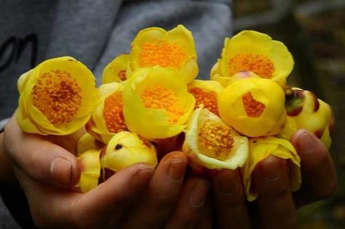 Cây mọc dại thành 'nữ hoàng' trà, giá 20 triệu đồng/kg