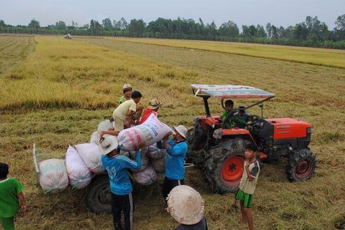 Kỳ vọng 1 triệu ha lúa chất lượng cao vùng ĐBSCL