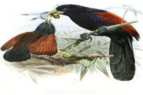 Thương tiếng bìm bịp kêu chiều