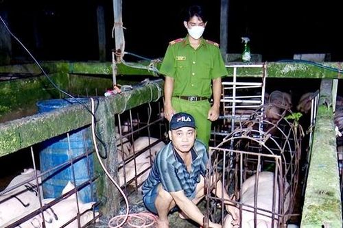 Bơm nước vào heo để tăng trọng trước khi giết mổ đưa ra thị trường