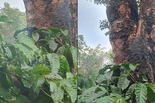 Sét đánh khiến chồng tử vong, vợ và cháu ruột 2 tuổi bị thương nặng
