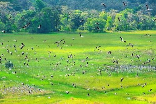 Vườn quốc gia Lò Gò - Xa Mát: Điểm đến hàng đầu về du lịch sinh thái vùng Đông Nam bộ