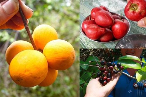 3 loại quả xưa vứt đi thành đặc sản 'quý hiếm'