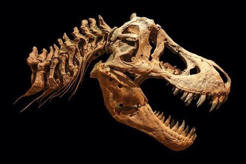Khủng long T.rex to lớn đến mức nào?