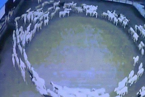 Kỳ lạ đàn cừu đi vòng tròn 14 ngày ở Trung Quốc
