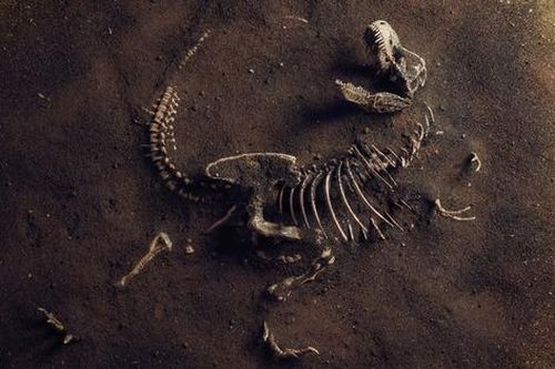 Nghiên cứu mới phát hiện khủng long T. Rex có thể lớn hơn 70% so với những gì chúng ta đã biết!