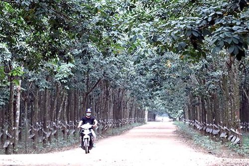 Nhiều dự án sử dụng đất trồng cao su phải tạm dừng