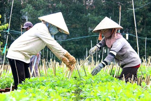 Làng hoa hối hả vào vụ Tết