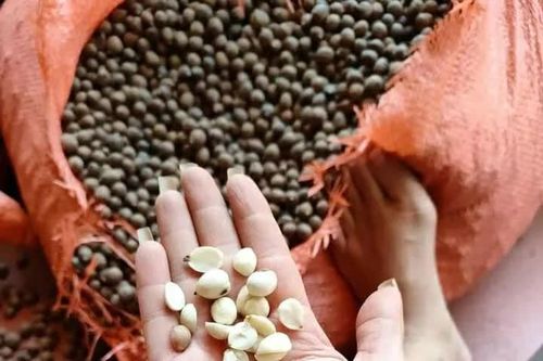 Hạt dẻ thóc vào mùa giá 60 nghìn đồng/kg, hương vị núi rừng thơm ngon hút các vị khách