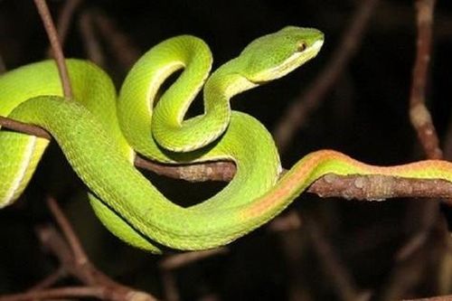 Người đàn ông mất mạng vì rắn lục đuôi đỏ cắn