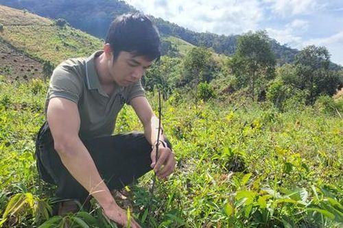 Kon Tum: Rừng trồng tập trung năm 2021 bị chết hàng loạt