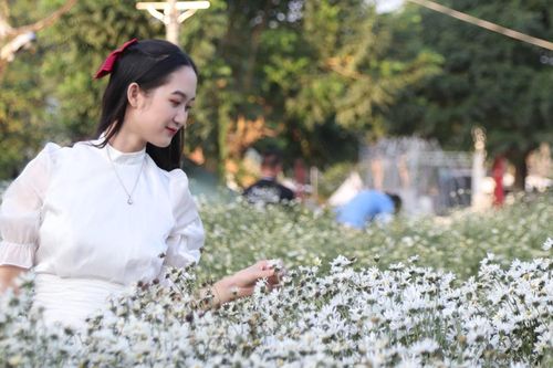 Du khách Sài Gòn bay ngàn cây số check-in vườn cúc họa mi nở rộ ở Hà Nội