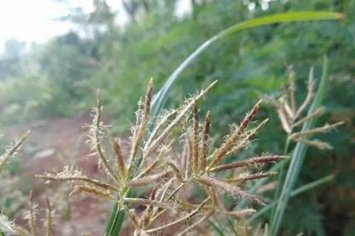 Tinh mắt mới nhận ra thứ cỏ dại chứa 'mỏ vàng' trong rễ