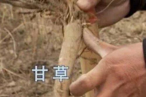 Đào thứ này để nuôi dê, thu tiền tỉ/năm dễ như chơi