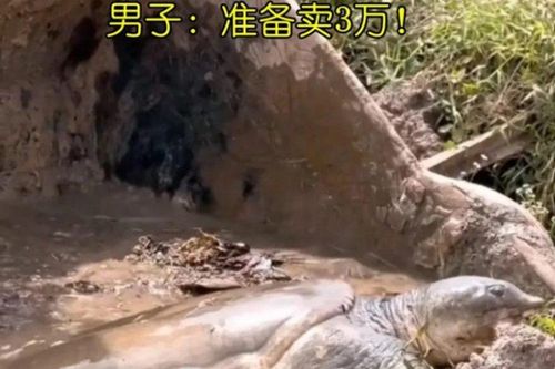Nạo vét ao nhà bắt được 'cụ ba ba', đem bán hét giá hơn trăm triệu