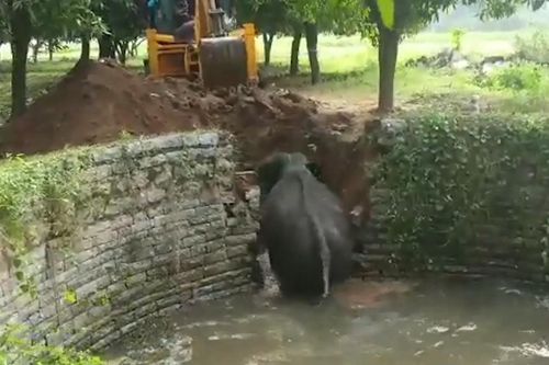 Dùng máy xúc đào đường dẫn giải cứu voi ở Ấn Độ