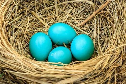 Tại sao một số loài chim có trứng có màu xanh?