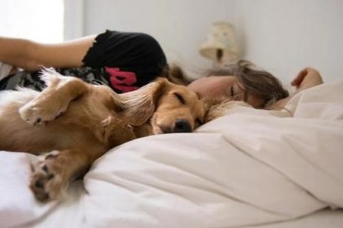 Ngủ cùng thú cưng, lợi và hại ra sao?