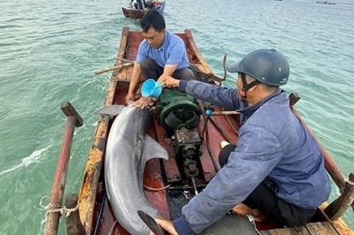 Giải cứu thành công cá heo mắc cạn tại Cô Tô