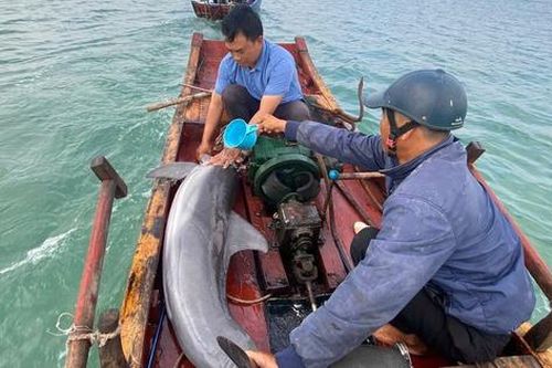Quảng Ninh: Đưa cá heo mắc cạn trở lại biển an toàn