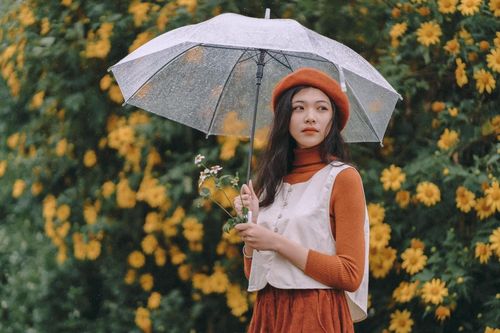 Dã quỳ Đà Lạt vào mùa nở rộ