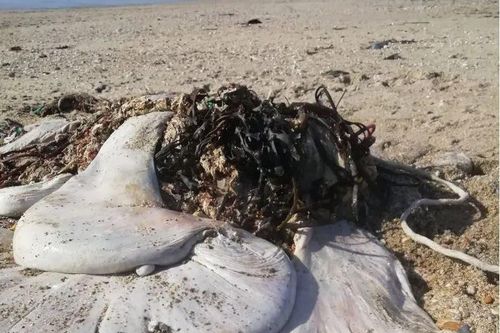 'Túi thịt khổng lồ' trôi dạt vào bờ biển, chuyên gia giải mã sốc