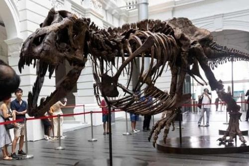 Hủy phiên đấu giá hóa thạch xương khủng long bạo chúa T-rex