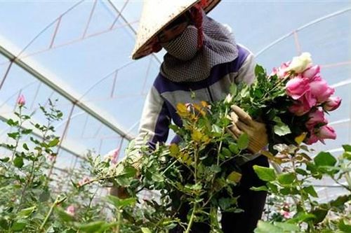 Đà Lạt cung ứng gần 200 triệu cành hoa cho thị trường Tết Nguyên đán