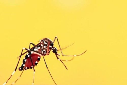 Ghi nhận 3 trẻ sơ sinh ở Hà Nội mắc sốt xuất huyết