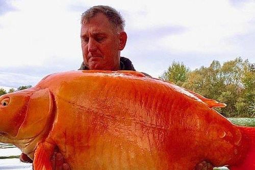 Cần thủ Anh bắt được cá vàng khổng lồ chưa từng thấy, nặng 31kg