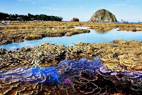 Một mô hình điểm bảo tồn quần thể rạn san hô ở miền Trung