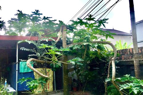 Cây đu đủ mọc ra hình thù kỳ quái, dân mạng rần rần 'ra giá' tiền tỷ để mua