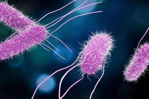 Vi khuẩn Salmonella có thể gây tử vong và cách phòng tránh
