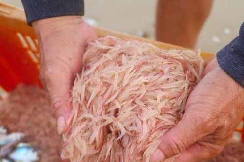 Ngư dân Hà Tĩnh trúng đậm ruốc biển, thu bạc triệu mỗi đêm