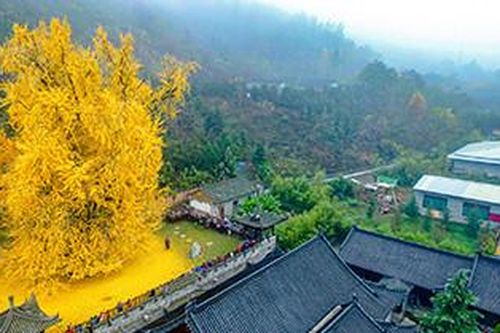 Sững sờ trước vẻ đẹp của thảm lá vàng 'dệt' từ cây bạch quả nghìn năm tuổi