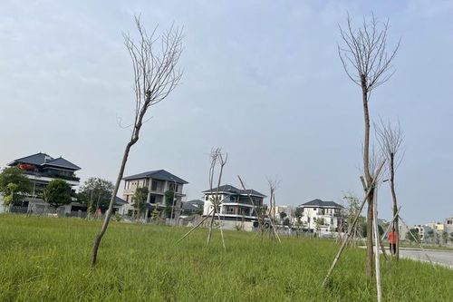 Hơn 200 cây hoa ban tại công viên Bố Vệ - TP. Thanh Hóa đồng loạt chết khô