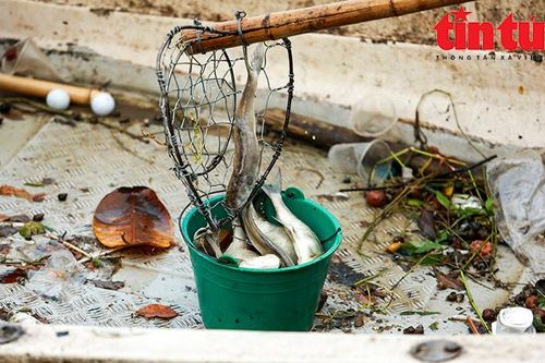 Cá vẫn tiếp tục chết, nổi trắng mặt Hồ Tây