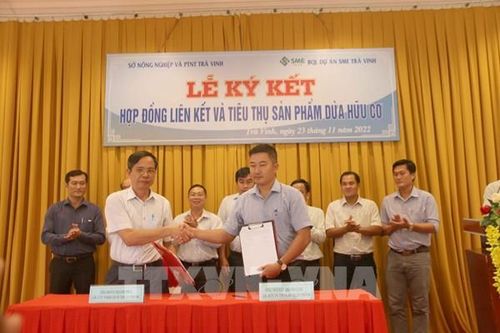 Doanh nghiệp Trà Vinh ký kết thu mua gần 1.000 ha dừa hữu cơ