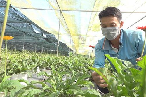 Lai Vung có gần 789ha diện tích hoa kiểng phục vụ Tết Nguyên đán
