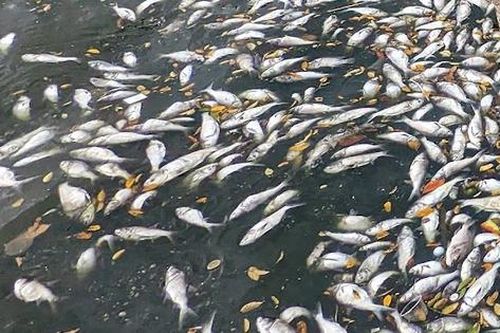 Cá chết nổi trắng Hồ Tây, hàng quán ế ẩm, dân lo mất ăn mất ngủ