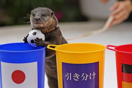Rái cá 'tiên tri' đúng chiến thắng gây sốc của Nhật Bản tại World Cup