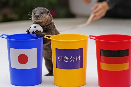 Rái cá dự đoán tỷ số gây sốt tại Nhật Bản