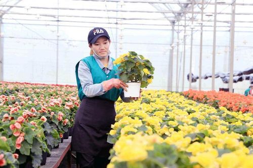 Lâm Đồng phát triển hơn 65 nghìn ha nông nghiệp công nghệ cao