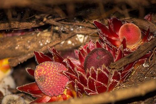 Bất ngờ cây 'ma cà rồng' quỷ quái, lẩn trốn trong khắp các khu rừng
