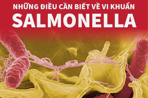 Những điều cần biết về vi khuẩn Salmonella