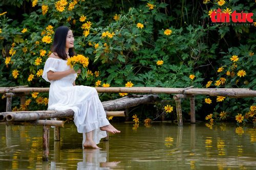 200 gốc hoa dã quỳ bung nở giữa Thủ đô Hà Nội
