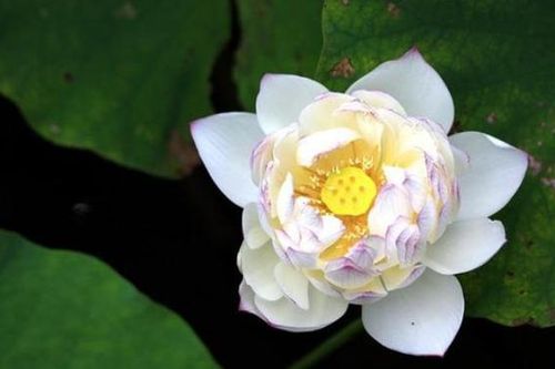 Người hay nói 3 câu này, quan hệ tốt đến mấy cũng đừng kết thân