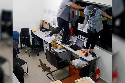 Thằn lằn náo loạn văn phòng ở Malaysia, nhân viên sợ hãi bỏ chạy